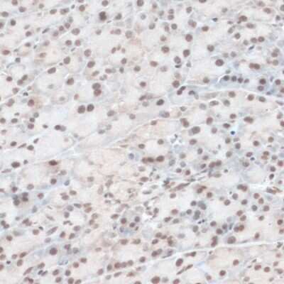Immunohistochemistry-Paraffin ZNF574 Antibody - Azide and BSA Free